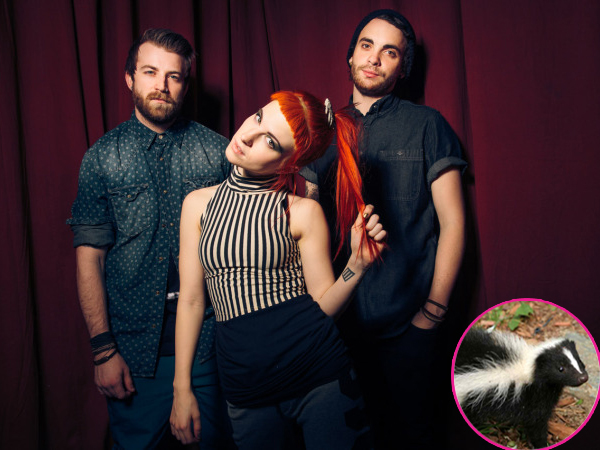 Duh, Paramore Hentikan Konsernya Karena Seekor Sigung!